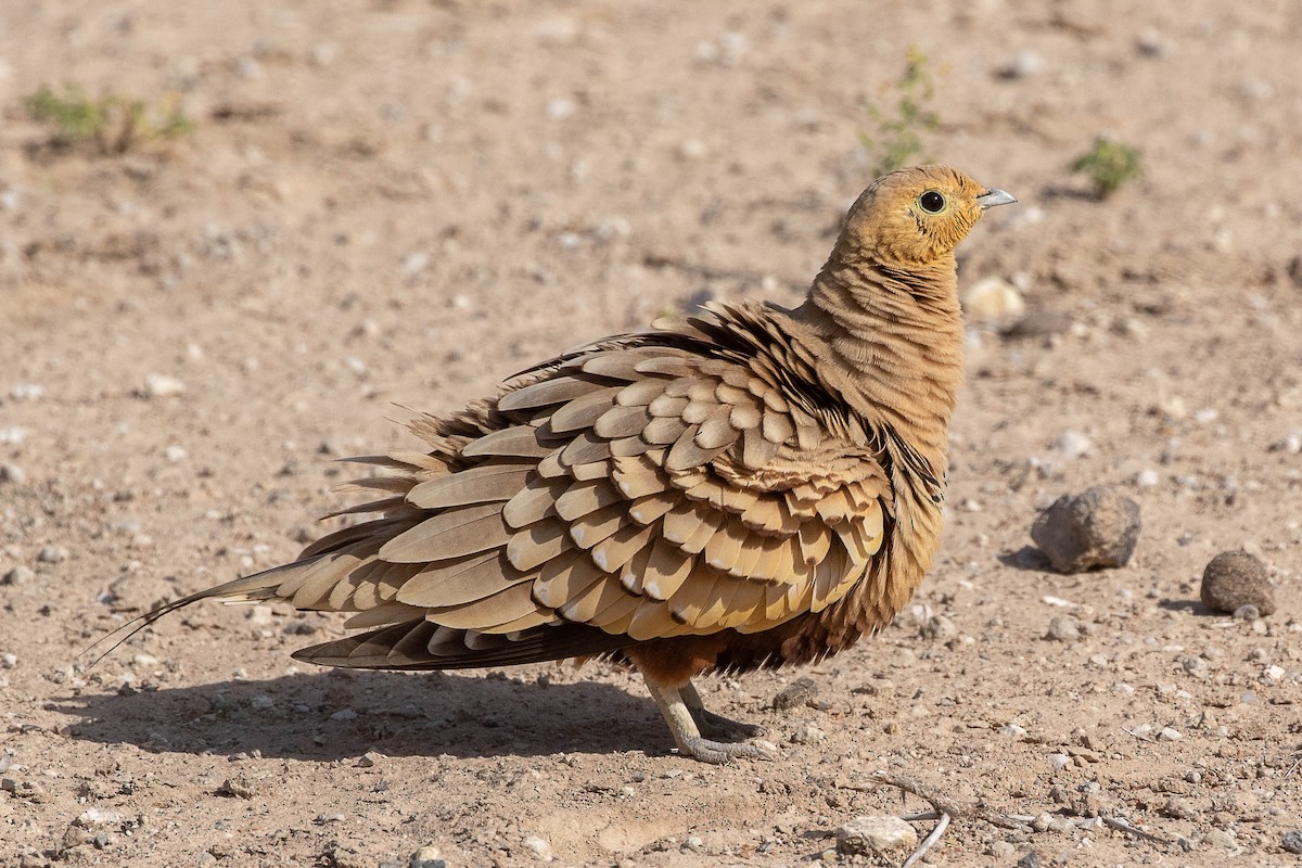 Chestnut-bellied Sandgrouse - ML616599709