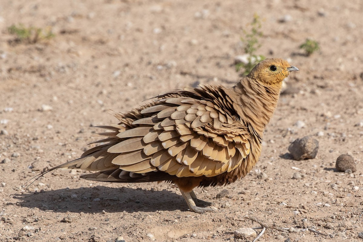 Chestnut-bellied Sandgrouse - ML616599710