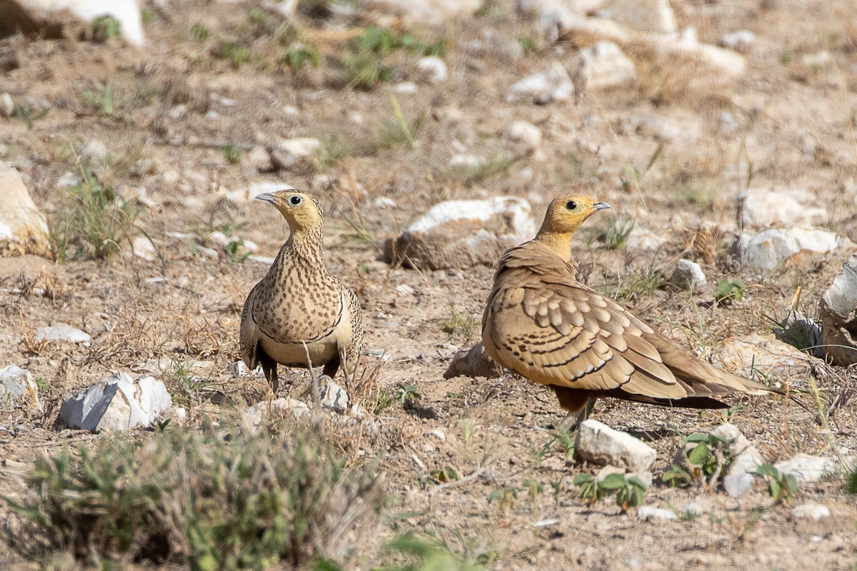 Chestnut-bellied Sandgrouse - ML616599711