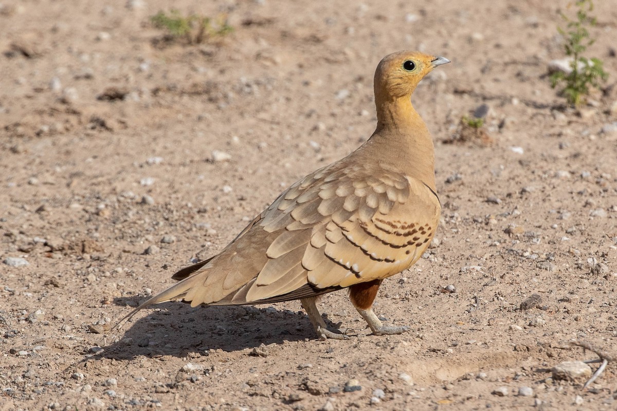 Chestnut-bellied Sandgrouse - ML616599713