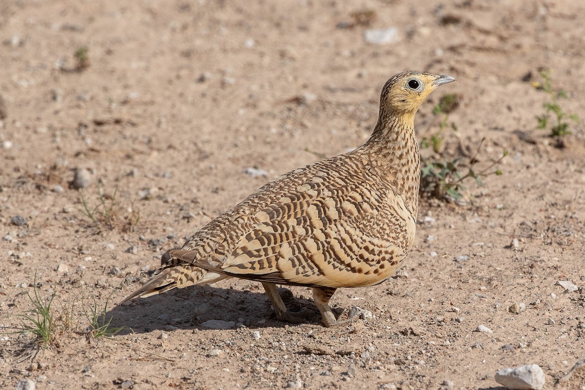 Chestnut-bellied Sandgrouse - ML616599714