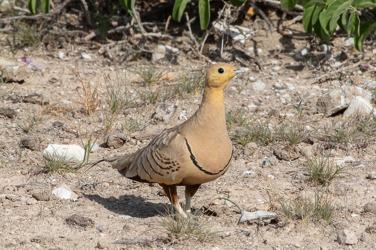 Chestnut-bellied Sandgrouse - ML616599715