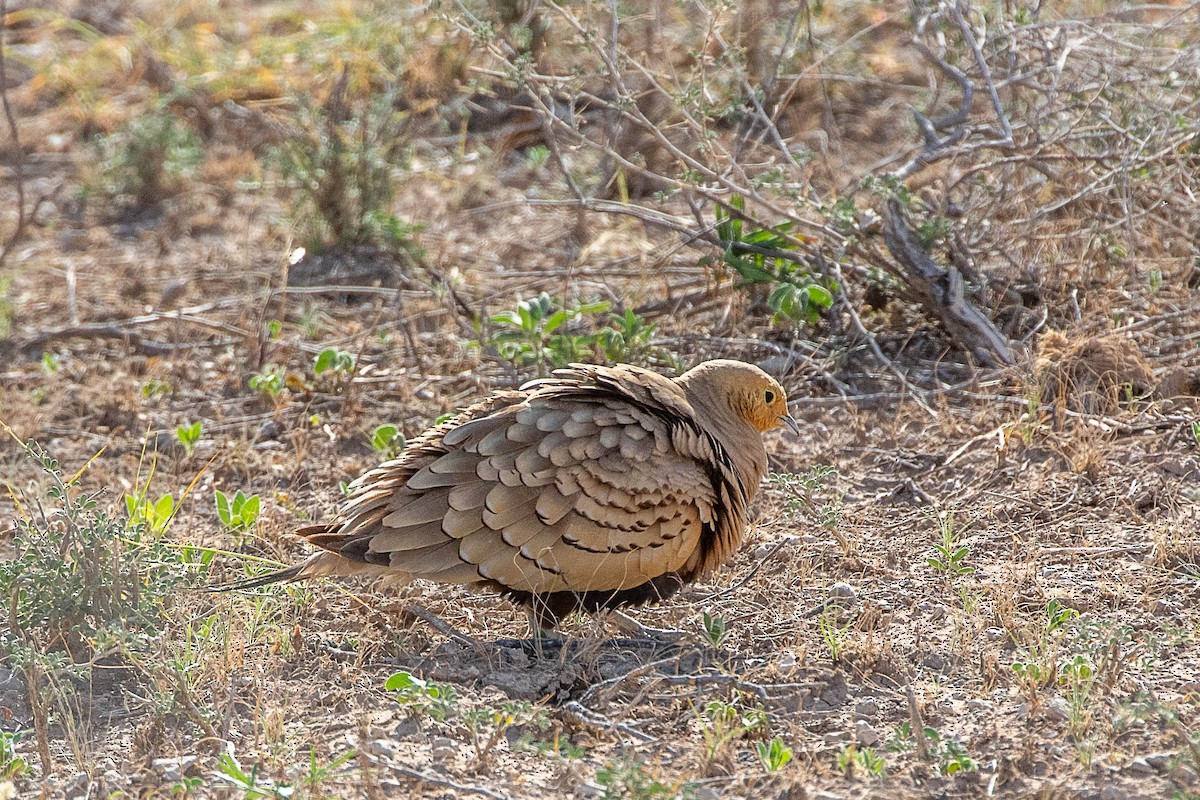 Chestnut-bellied Sandgrouse - Neil Hayward