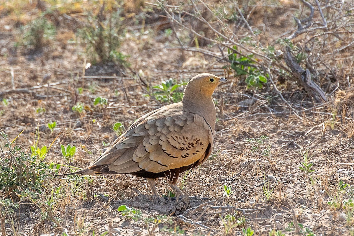 Chestnut-bellied Sandgrouse - ML616599717