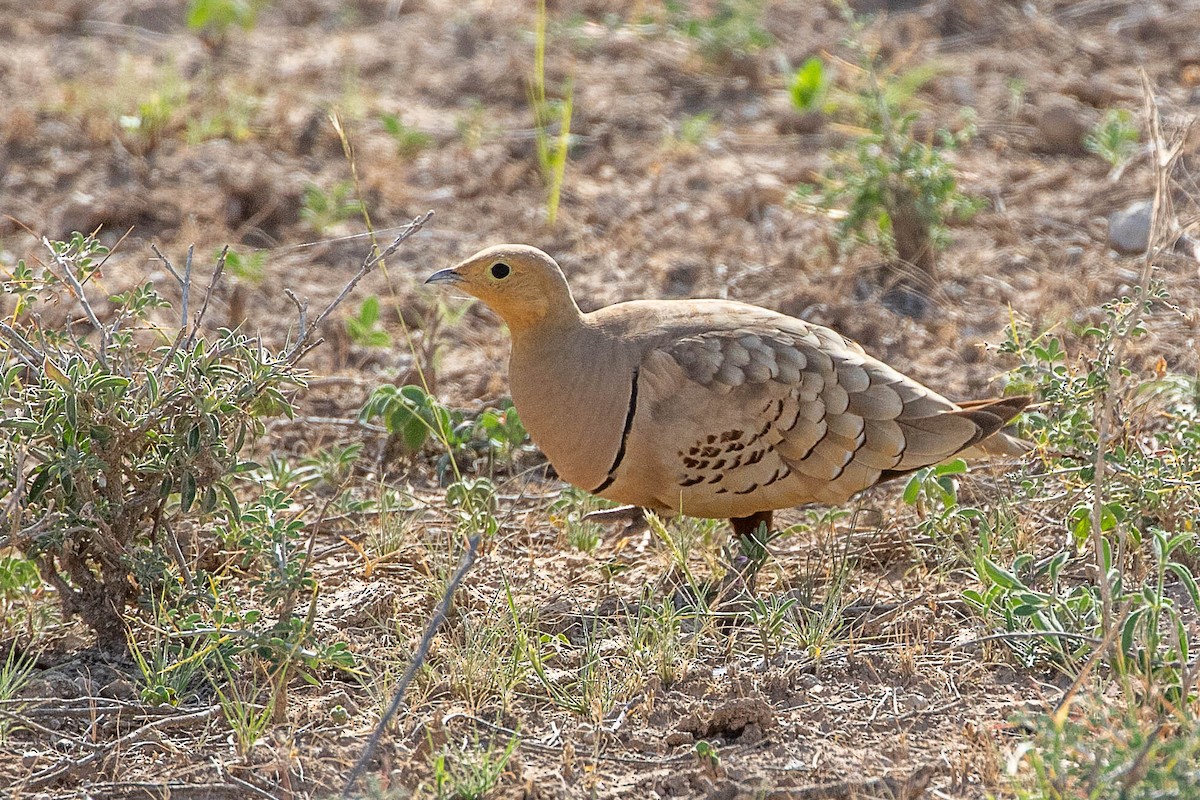 Chestnut-bellied Sandgrouse - ML616599719