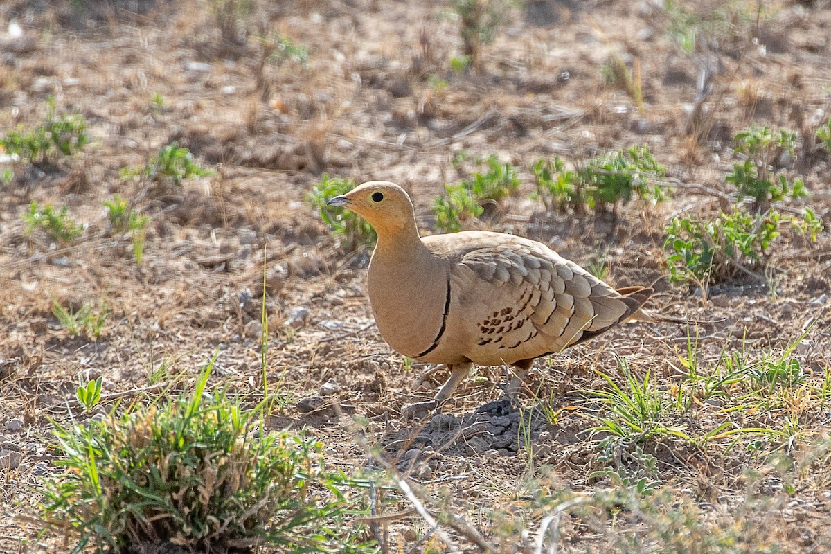 Chestnut-bellied Sandgrouse - ML616599720