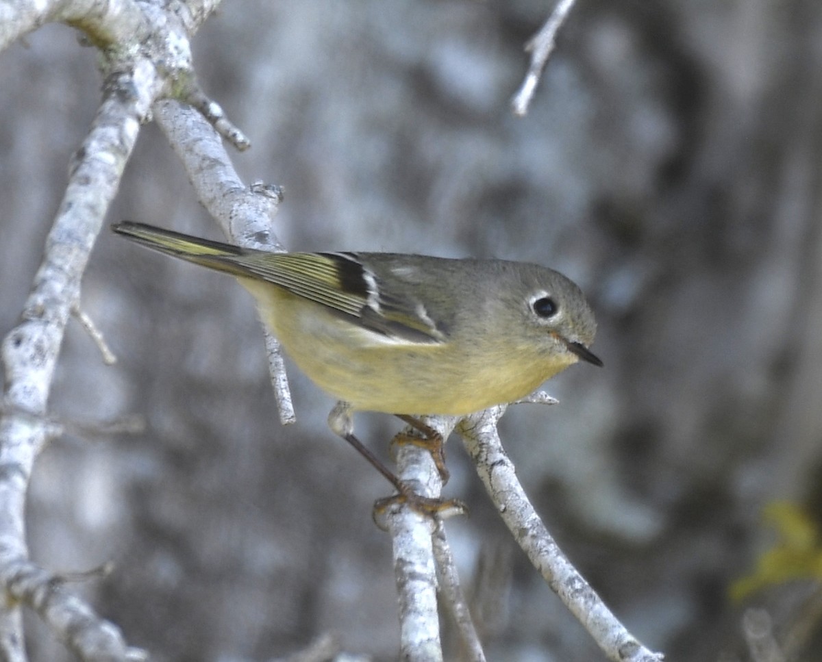 Ruby-crowned Kinglet - ML616599735