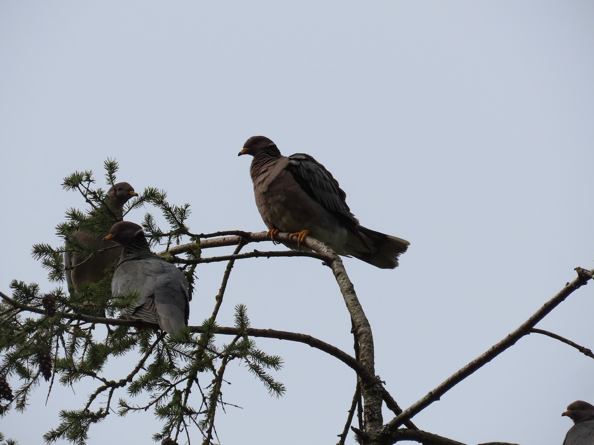 Band-tailed Pigeon - ML616599756