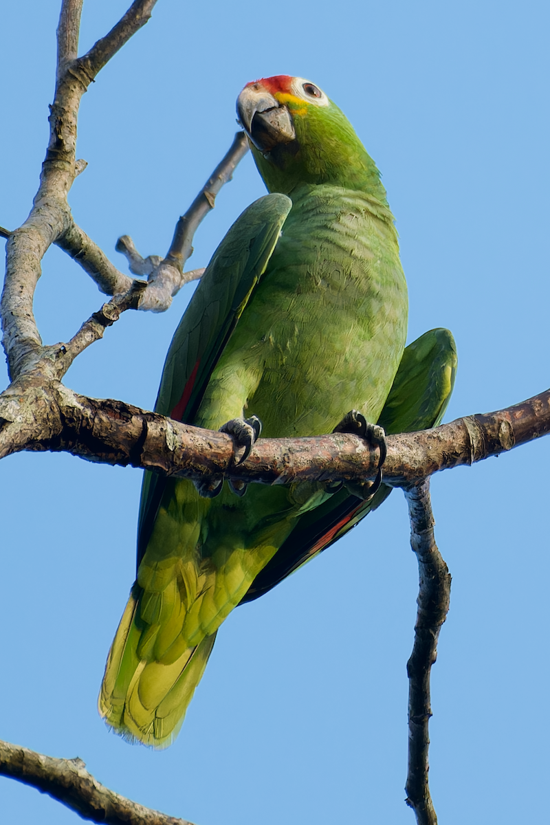 Red-lored Parrot - ML616599778