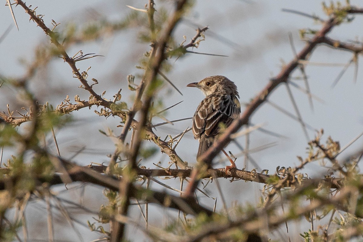 Ashy Cisticola - ML616599803