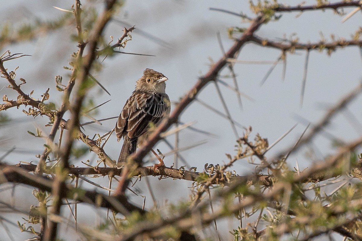 Ashy Cisticola - ML616599804