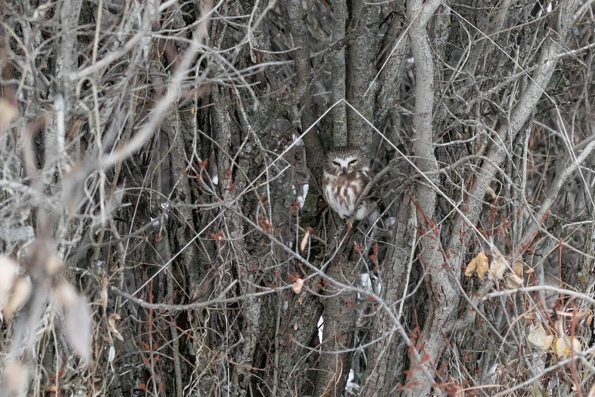 Northern Saw-whet Owl - Aaron Roberge