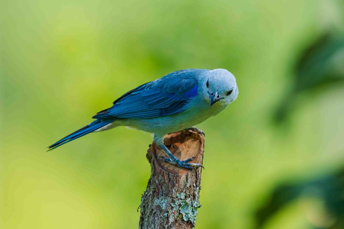 Blue-gray Tanager - ML616599903