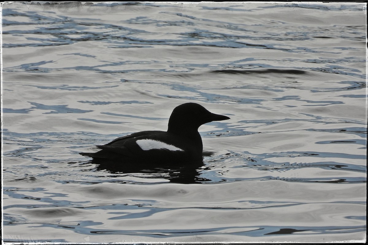 Black Guillemot - ML616599908