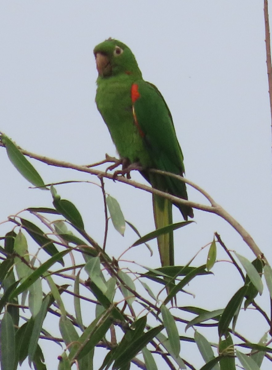 White-eyed Parakeet - Elizabeth Lyons