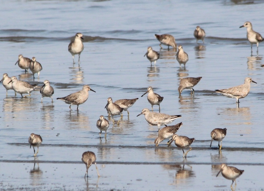 Red Knot - Paul 🐈🔭🦜 Rodríguez @elpuma