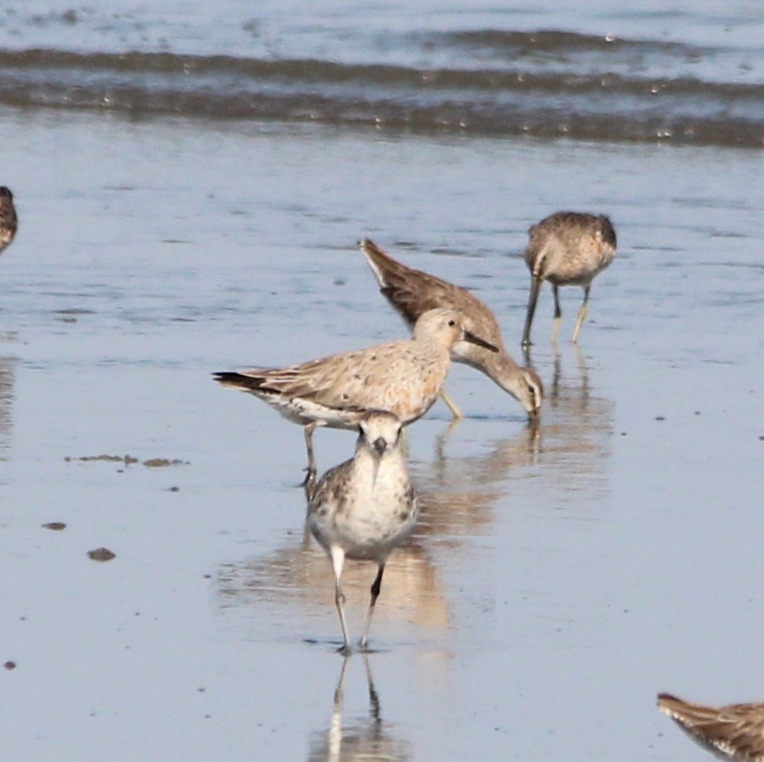 Red Knot - Paul 🐈🔭🦜 Rodríguez @elpuma