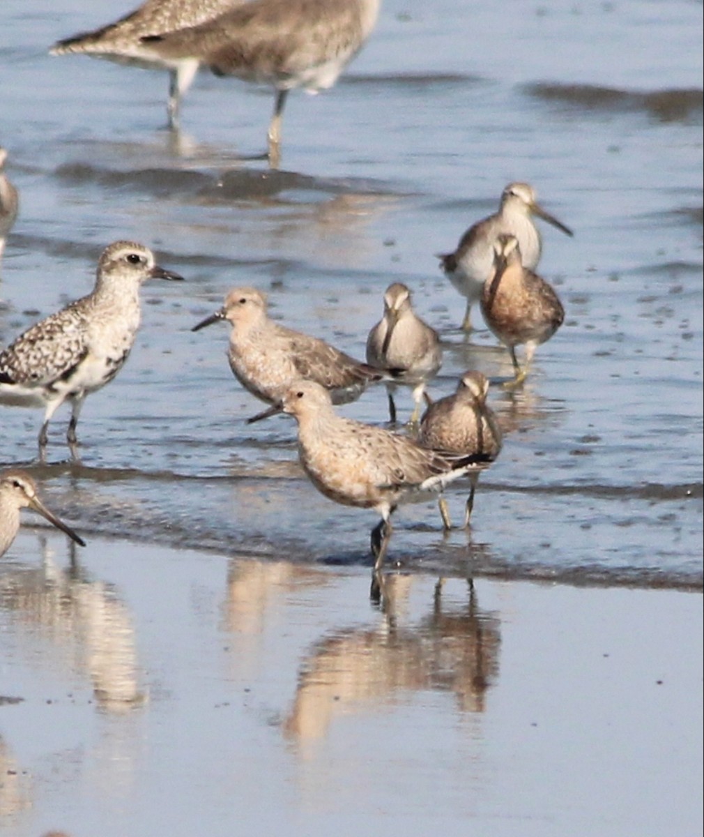 Red Knot - Paul 🐈🔭🦜 Rodríguez @elpuma