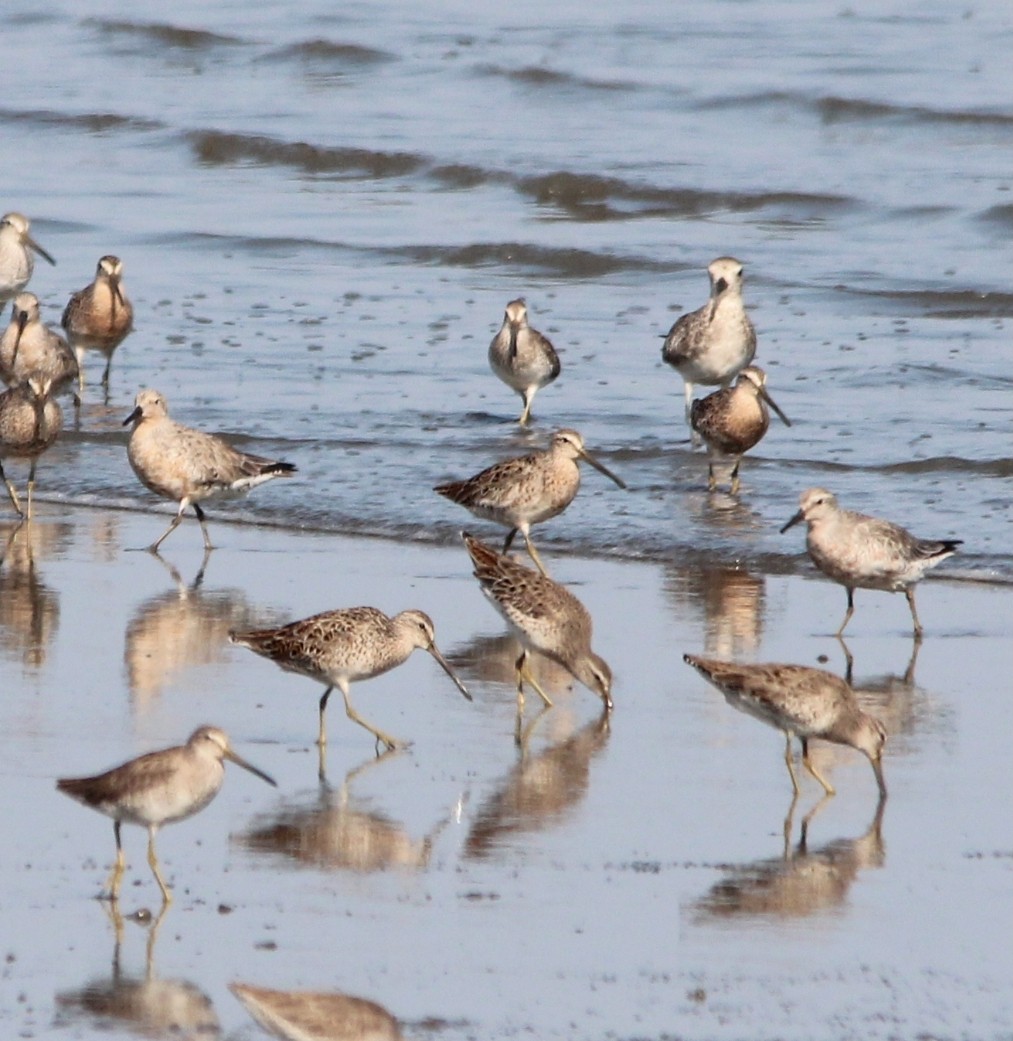 Red Knot - Paul 🐈🔭🦜 Rodríguez @elpuma