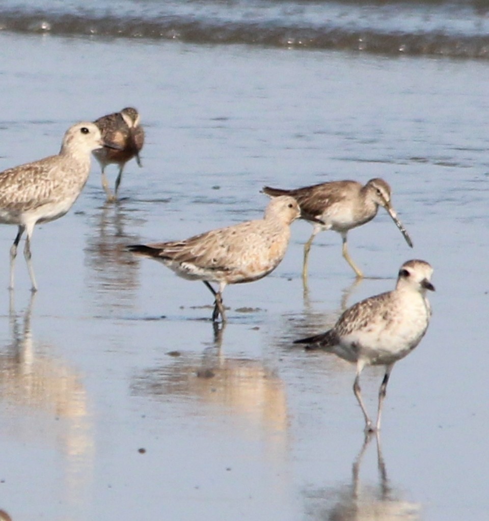 Red Knot - Paul 🐈🔭🦜 Rodríguez @elpuma