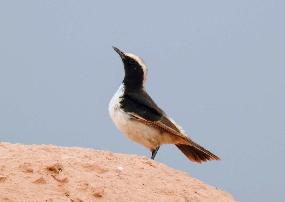 Red-rumped Wheatear - ML616599957