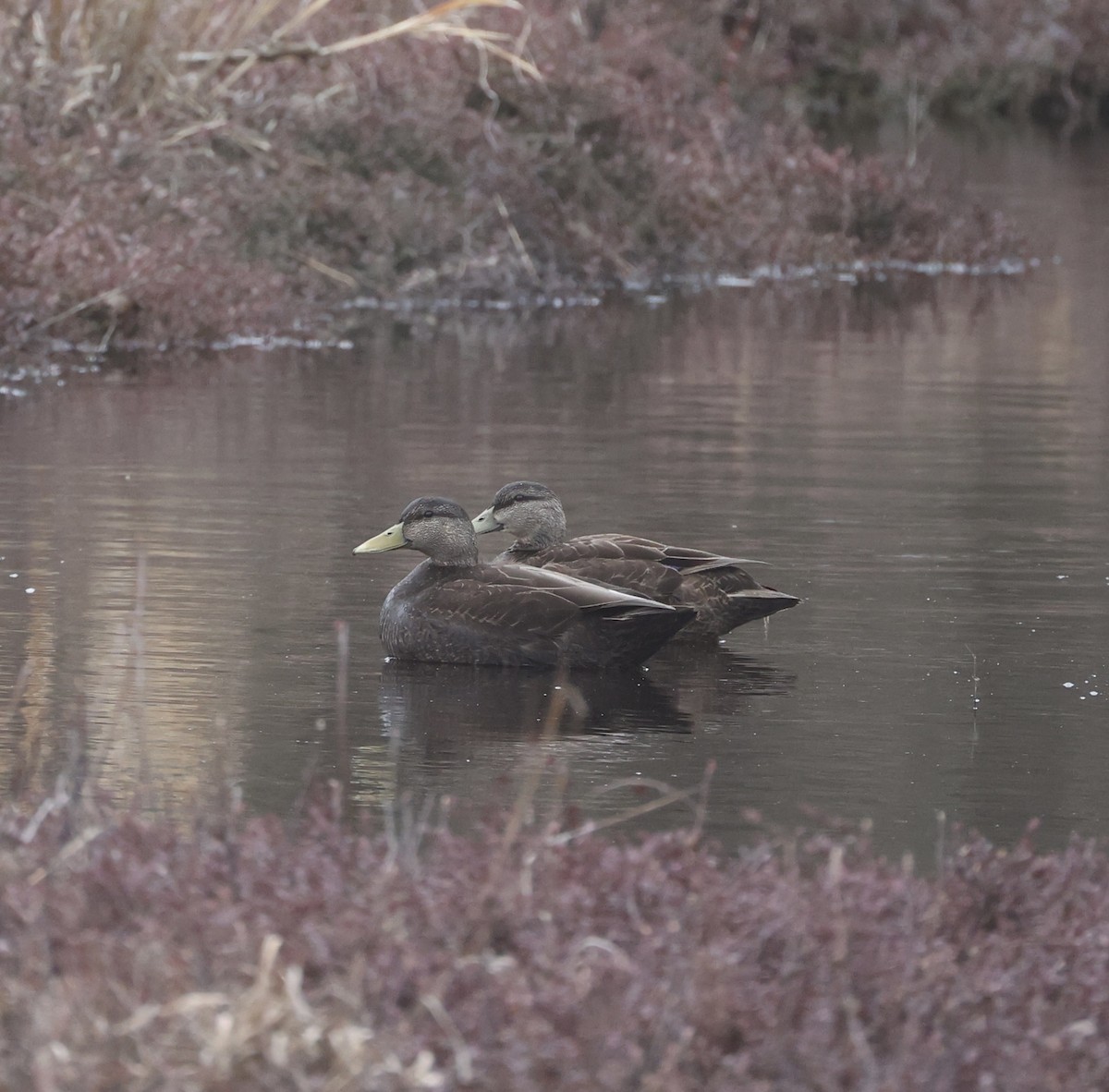 Canard noir - ML616599966