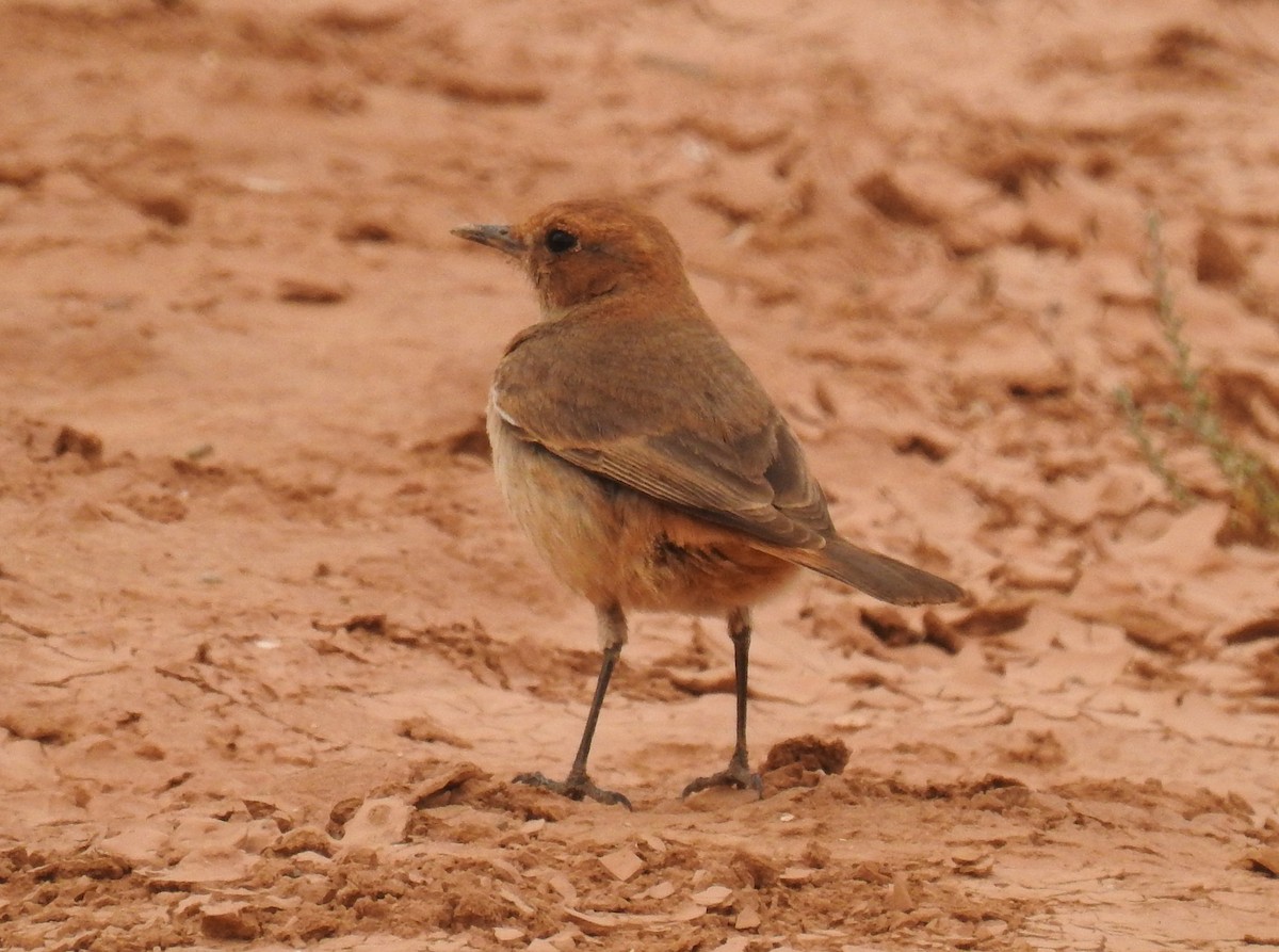 Red-rumped Wheatear - ML616599969