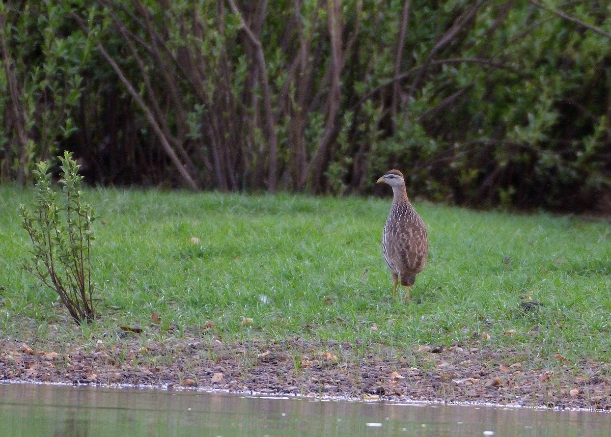 Double-spurred Spurfowl - Carlos Alberto Ramírez