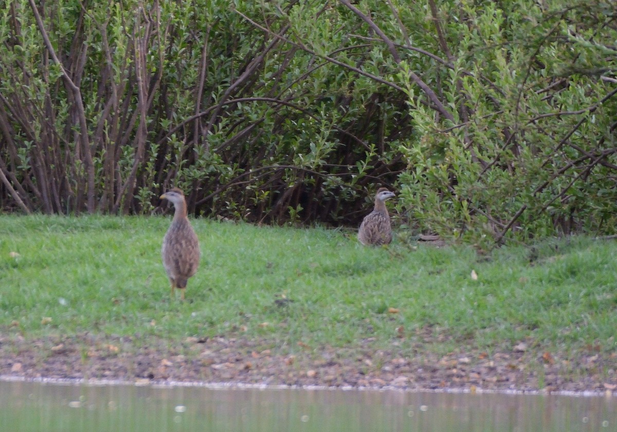 Double-spurred Spurfowl - ML616599992