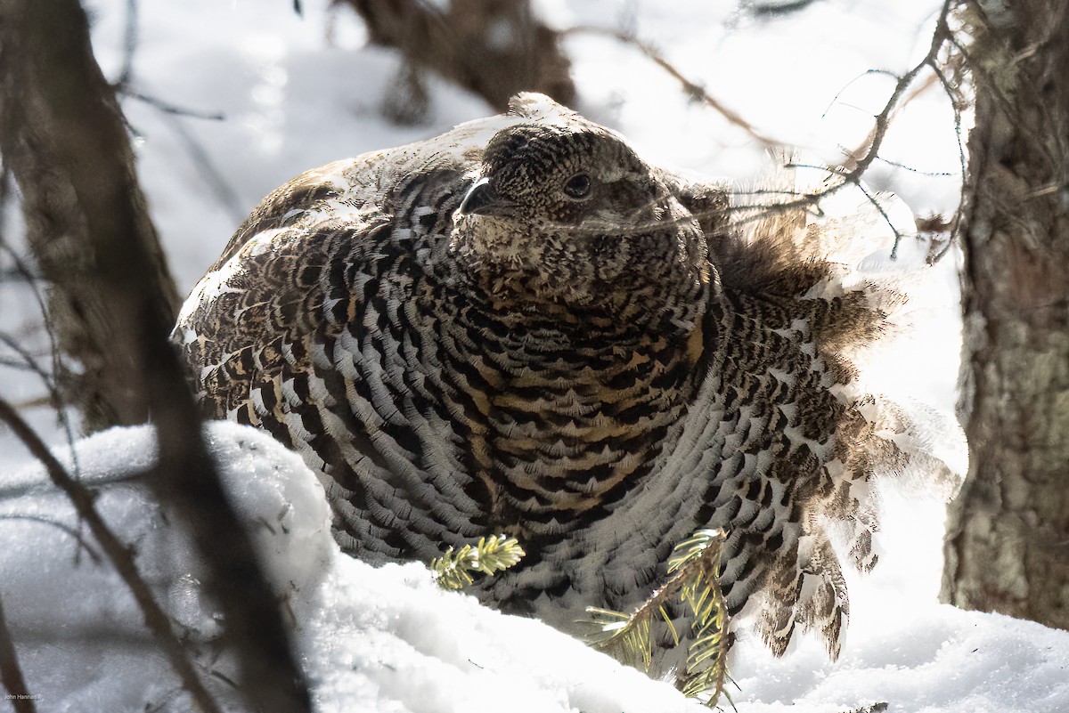 Spruce Grouse - John Hannan