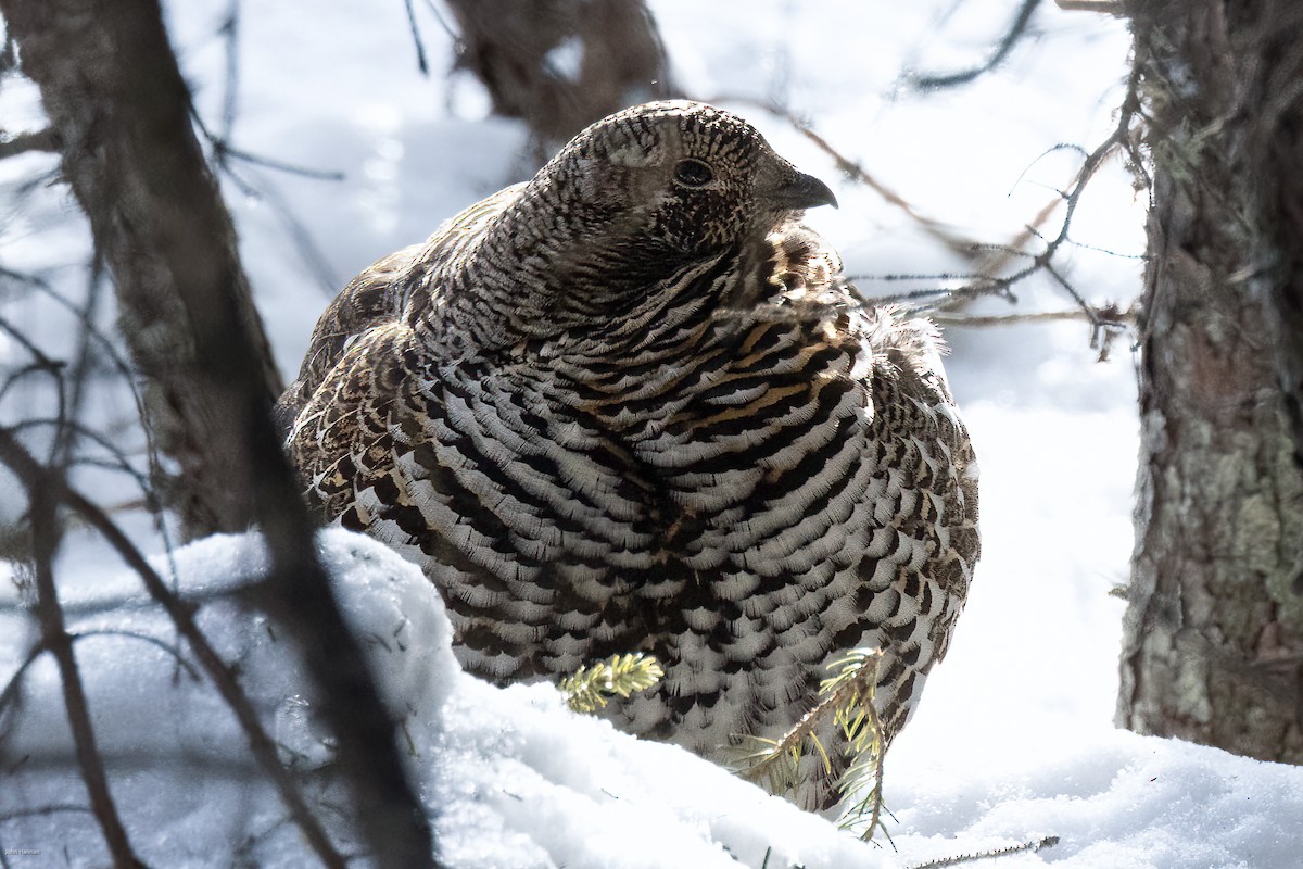 Spruce Grouse - John Hannan