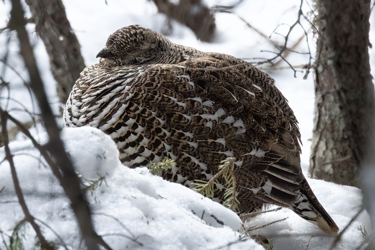 Spruce Grouse - John Hannan