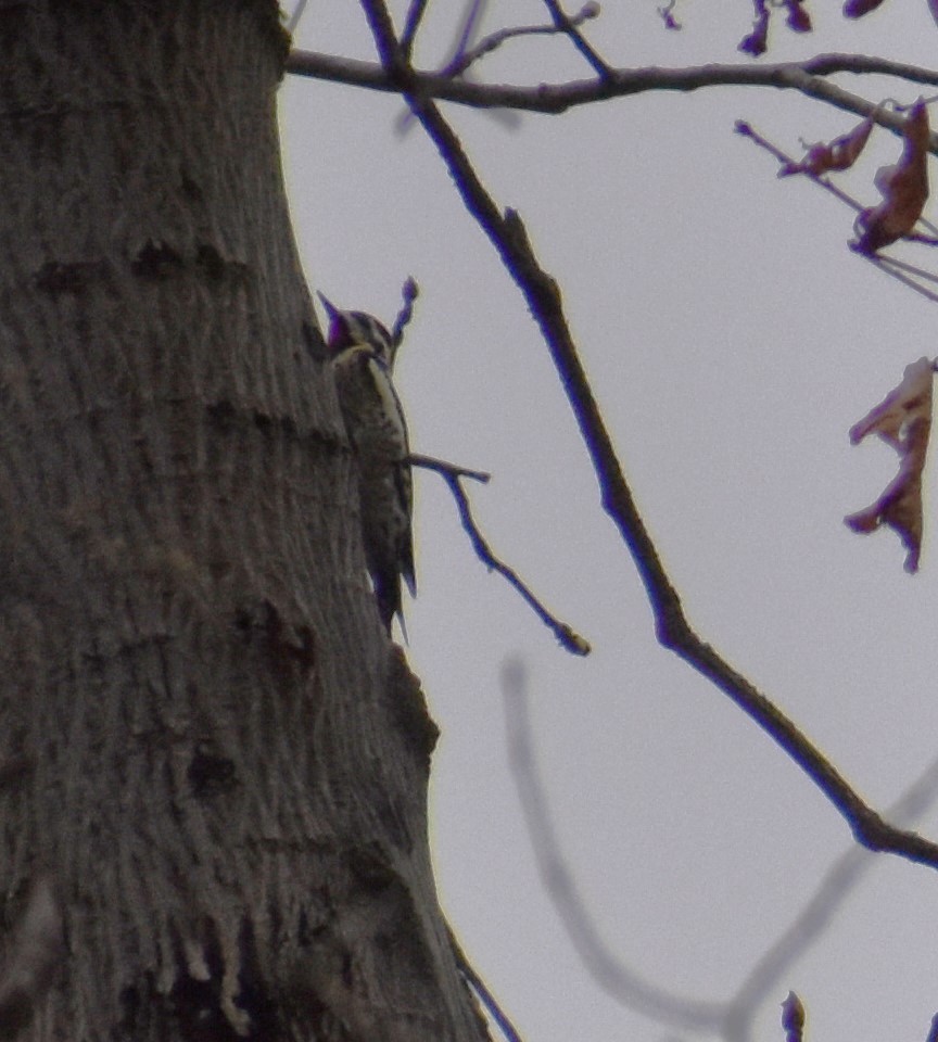 Yellow-bellied Sapsucker - Jim Wilkinson