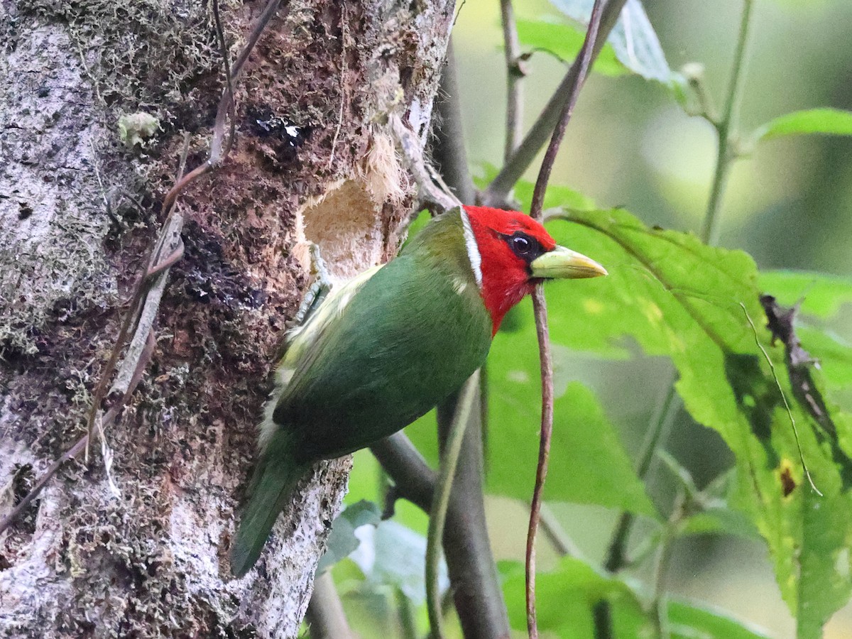 Red-headed Barbet - ML616600134