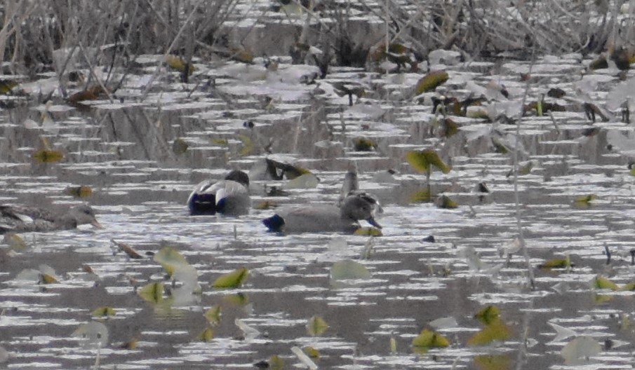 Gadwall - ML616600148