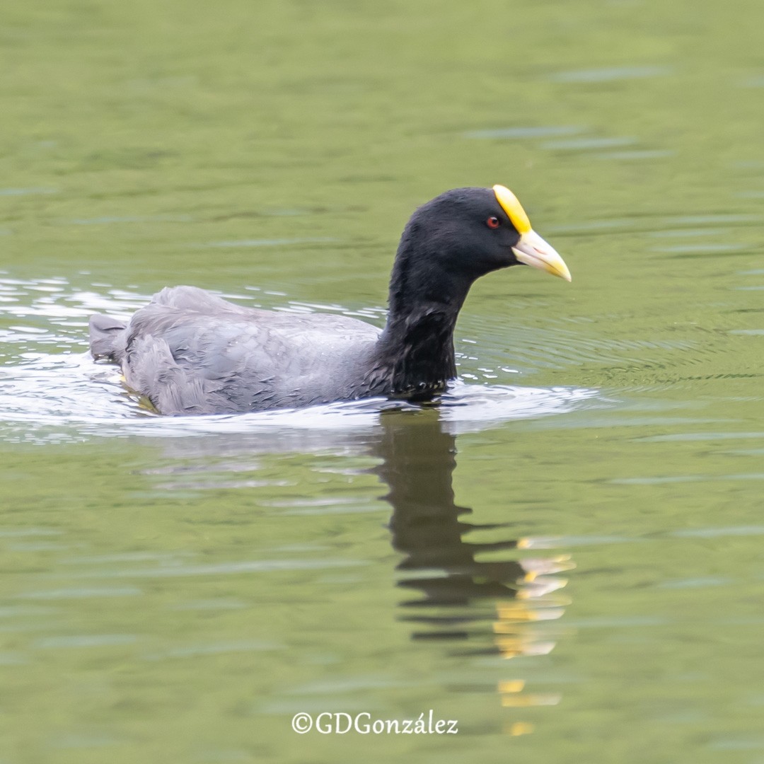 White-winged Coot - ML616600199