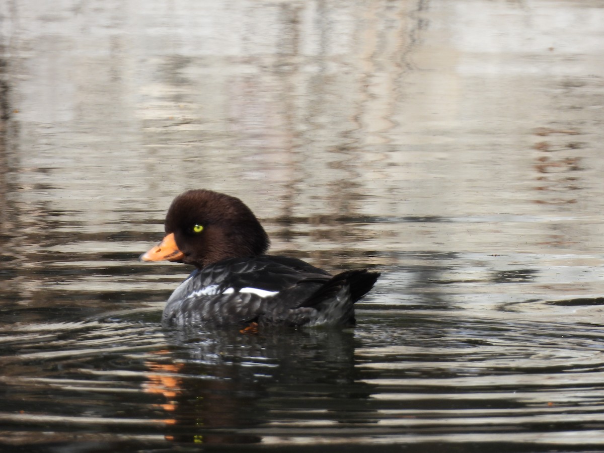 Barrow's Goldeneye - ML616600222