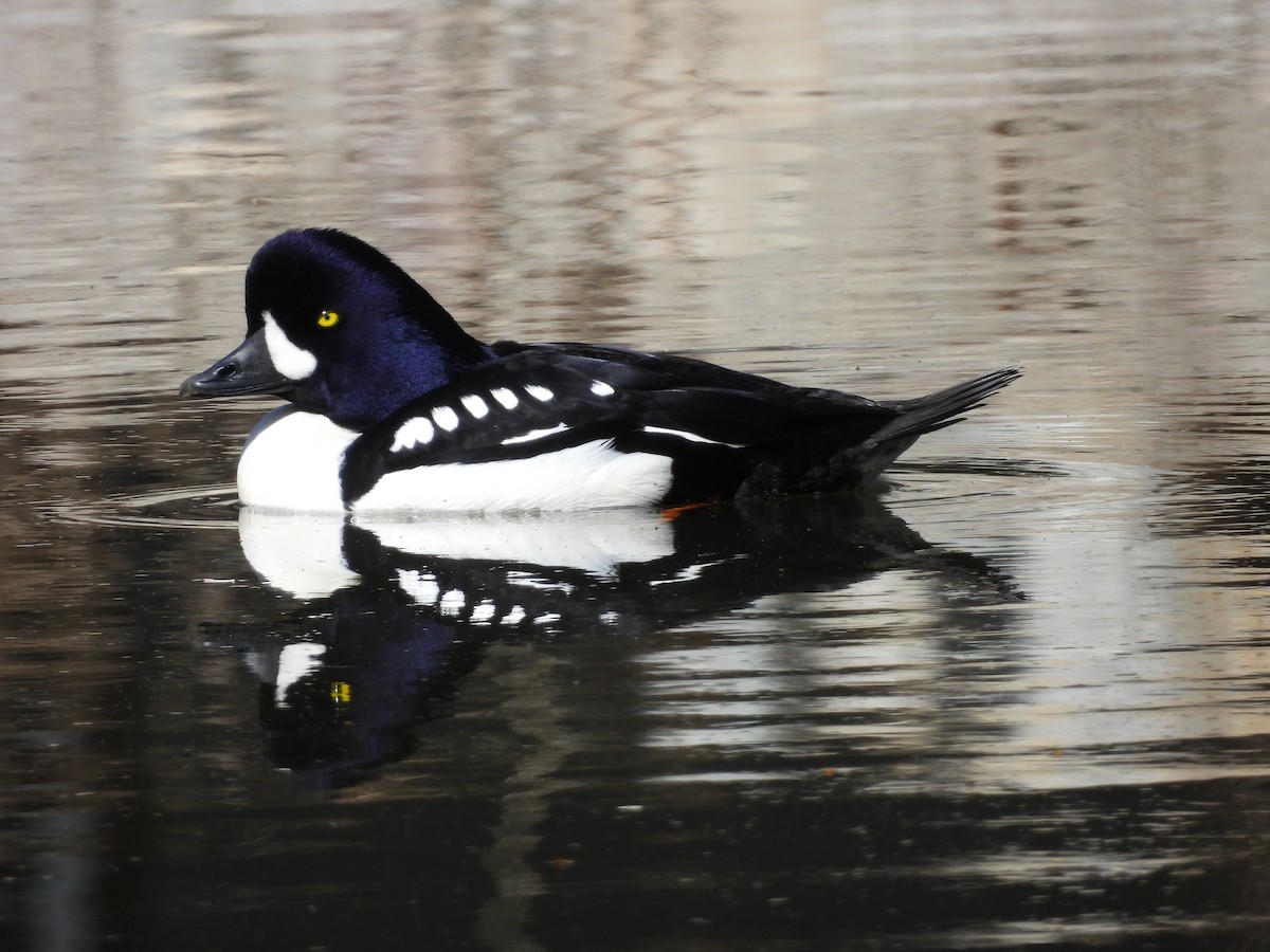 Barrow's Goldeneye - Paul Graham