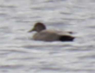 Gadwall - Annie W.