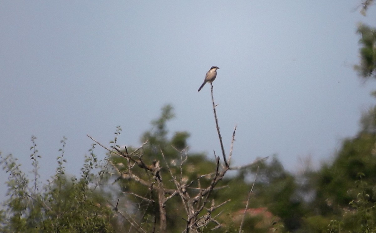 Iberian Gray Shrike - Javier Morala/MCBirding.com