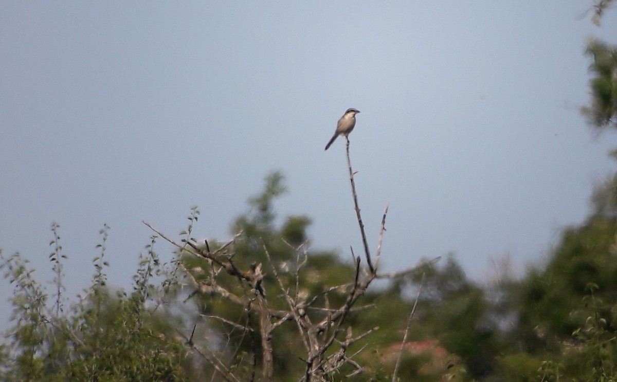 Iberian Gray Shrike - ML616600241