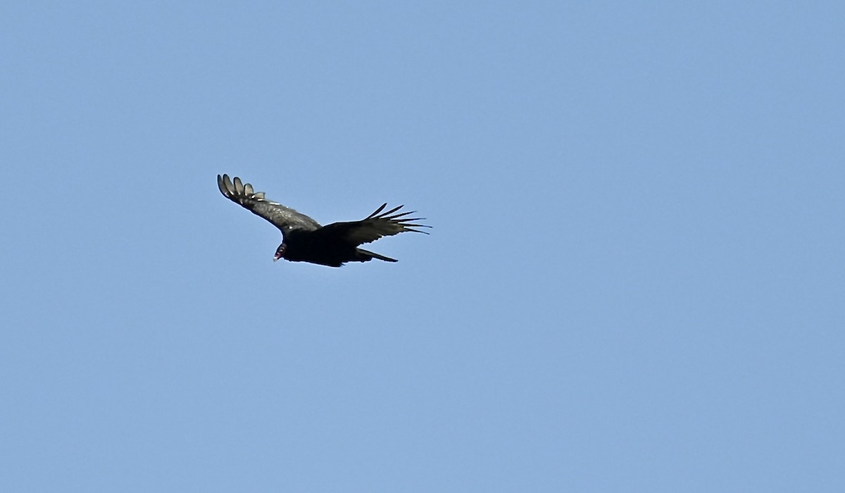 Turkey Vulture - Nui Moreland