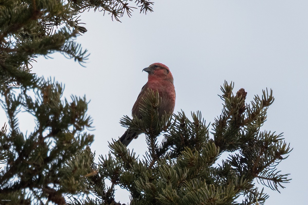 White-winged Crossbill - ML616600295