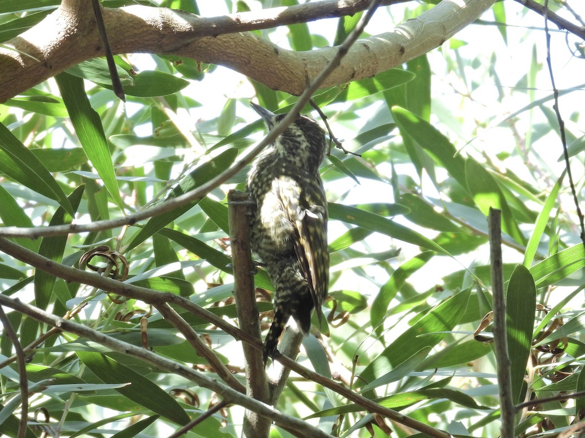 White-spotted Woodpecker - ML616600299