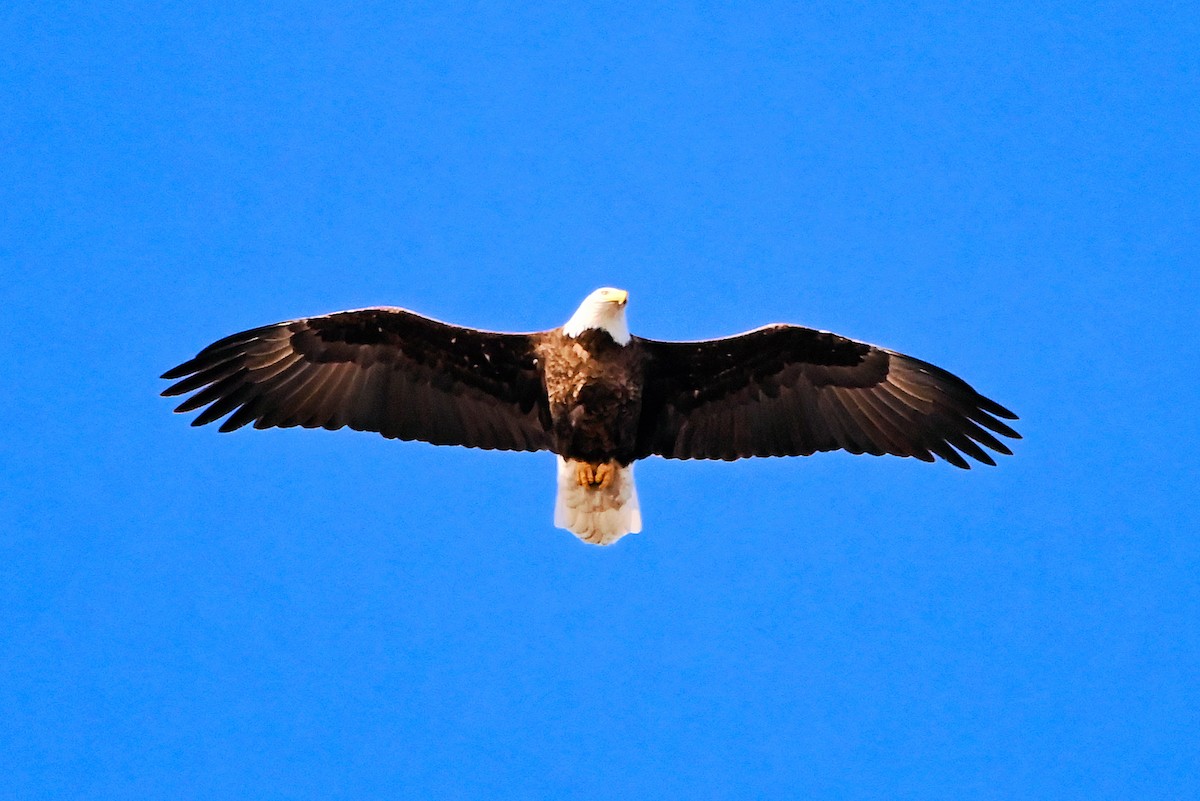 Bald Eagle - ML616600307