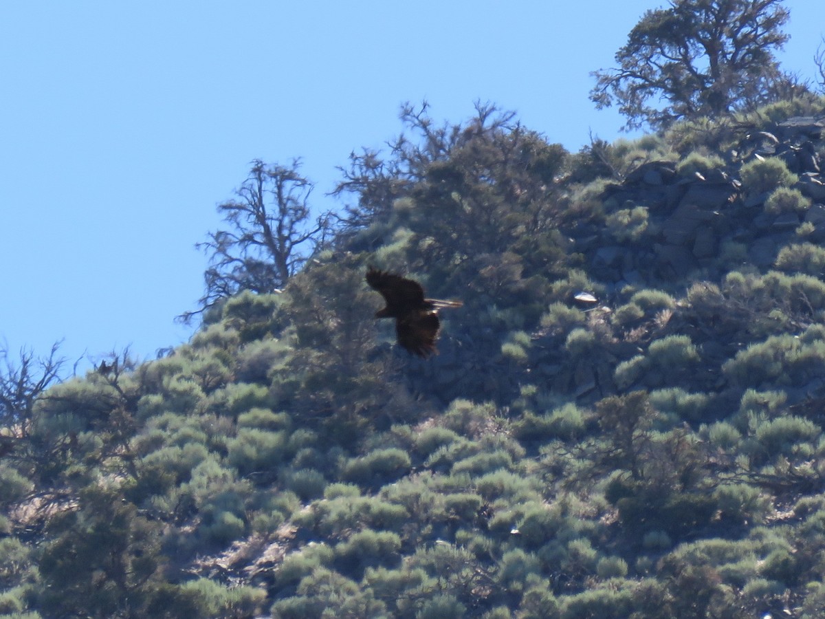 Golden Eagle - Colin Dillingham