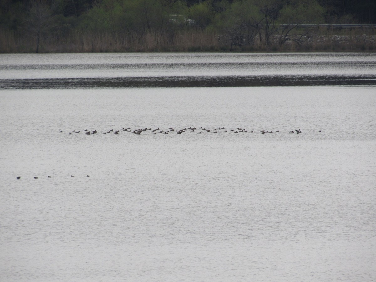 Red-breasted Merganser - ML616600350