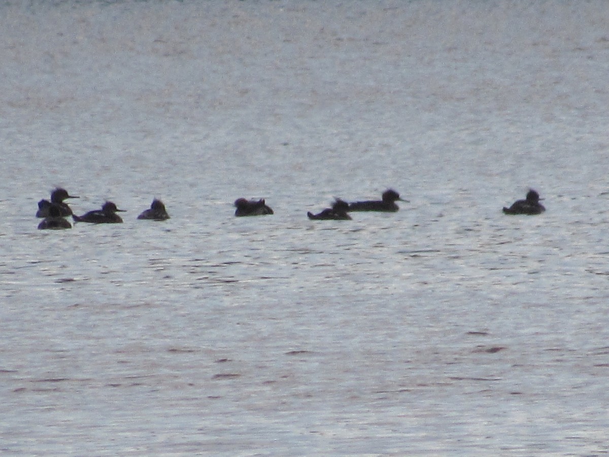 Red-breasted Merganser - ML616600352