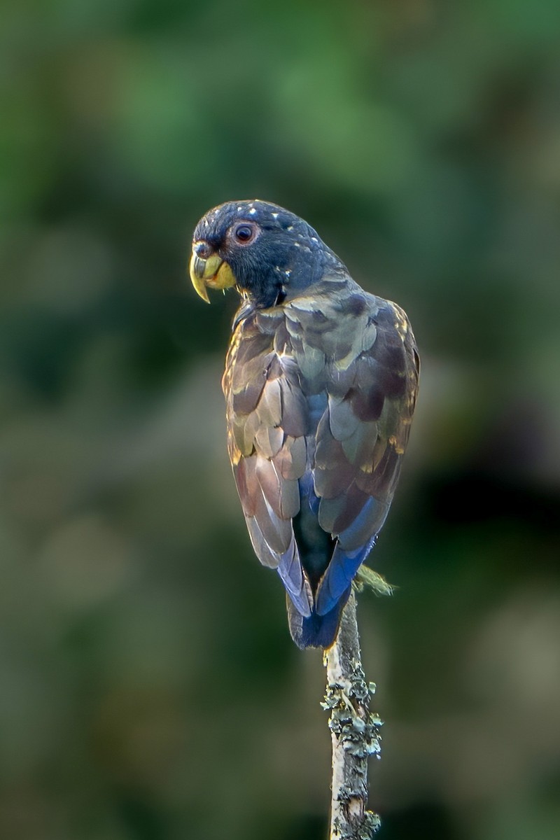 Bronze-winged Parrot - ML616600376
