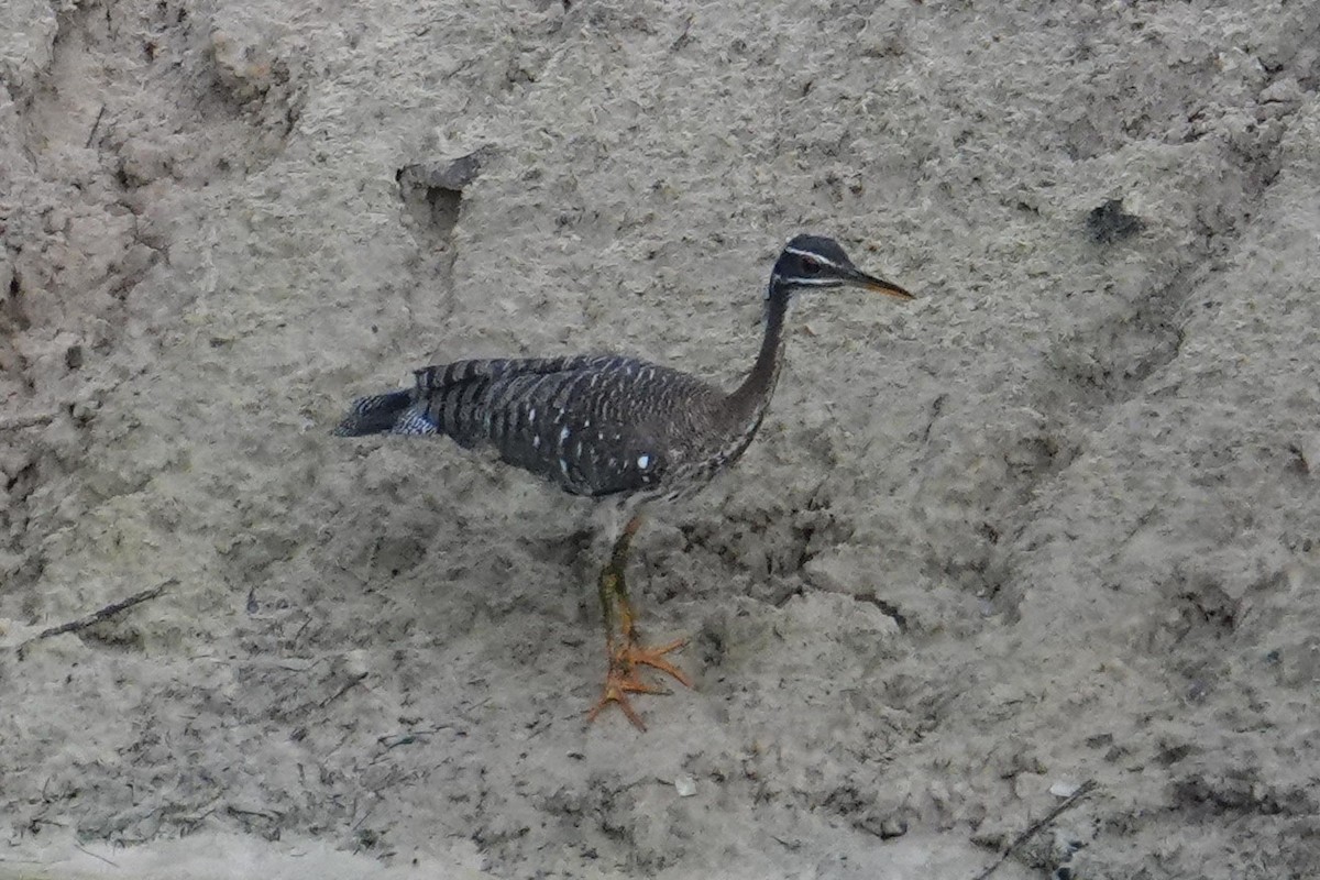 Sunbittern - Steve Kornfeld